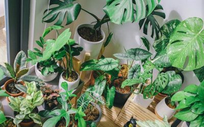 How Houseplants Can Improve Your Health (and the Six Plants You Should Have in Your Home)