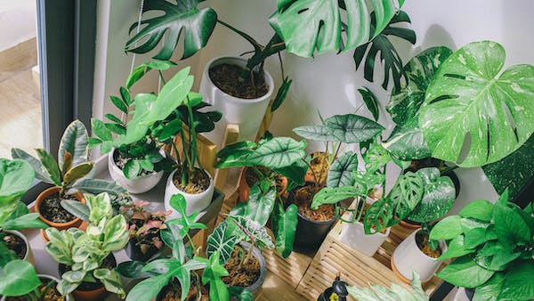 How Houseplants Can Improve Your Health (and the Six Plants You Should Have in Your Home)